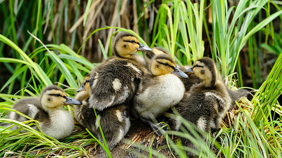 Mallard Ducklings, BD-AK-105