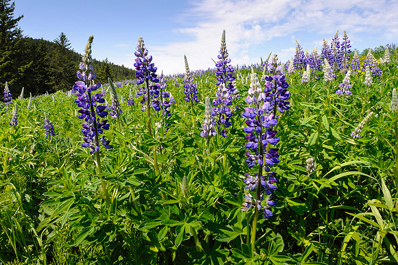 Lupine, AK-L-153