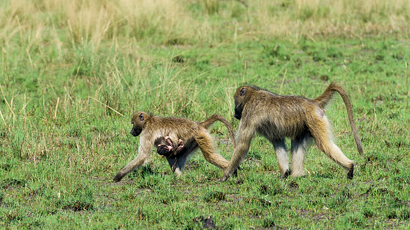 Baboon Family, AF-W-174