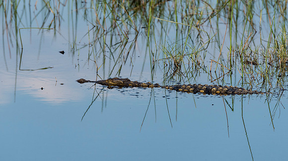 Nile Crocodile, AF-W-179