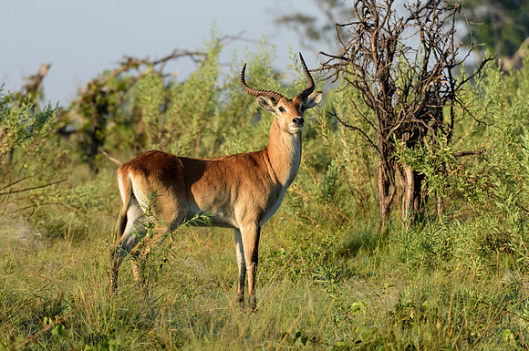 Red Lechwe, AF-W-177