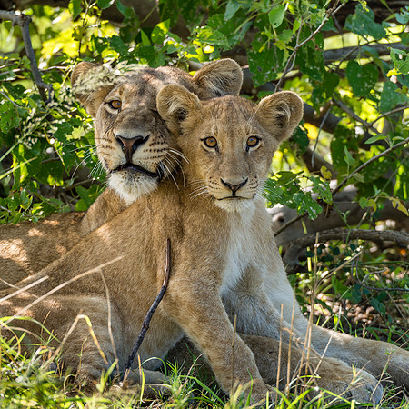 Lioness & Cub, AF-W-180