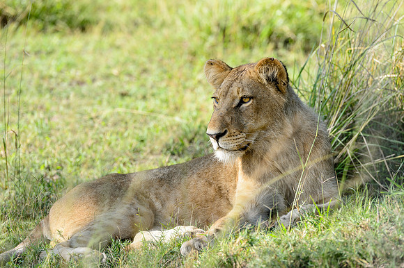 Lion, AF-W-181