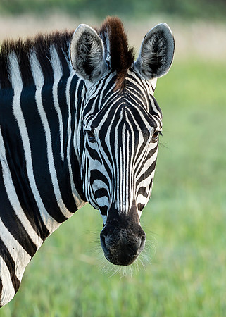 Burchell's Zebra AF-W-182