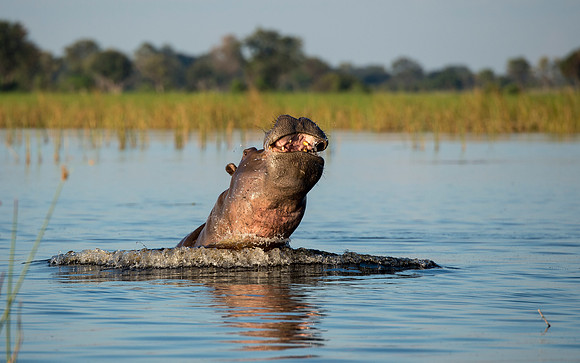 Hippopotamous, AF-W-183