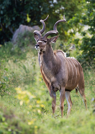 Greater Kudu, AF-W-175
