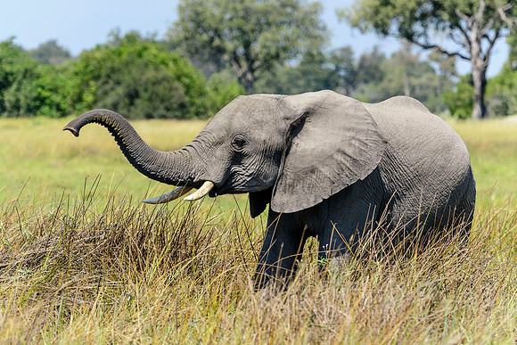Young Elephant, AF-W-187