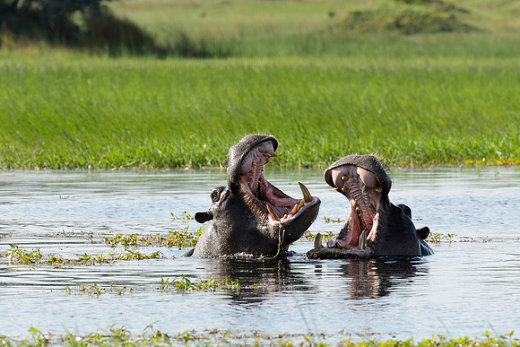 Hippo Pair, AF-W-189