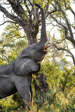 Elephant Foraging, AF-W-167