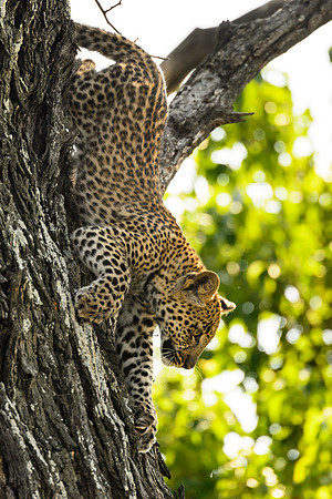 Young Leopard, AF-W-188