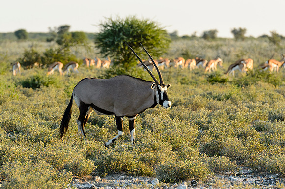Gemsbok & Springbok, AF-W-191