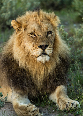 Black-Maned Lion, AF-W-192