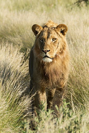 Lion On  Approach, AF-W-186
