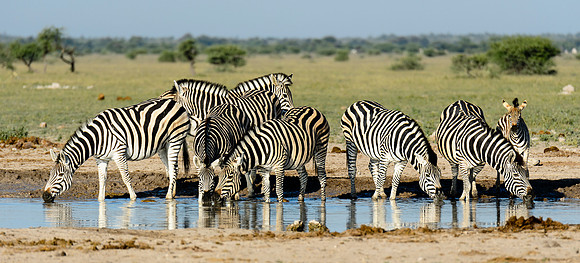 Gathering At The Waterhole, AF-W-176