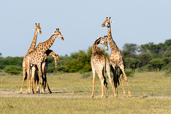 Giraffe Quintet, AF-W193-