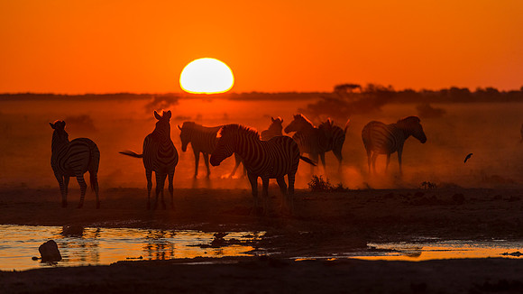 Zebra Gathering, AF-W-178