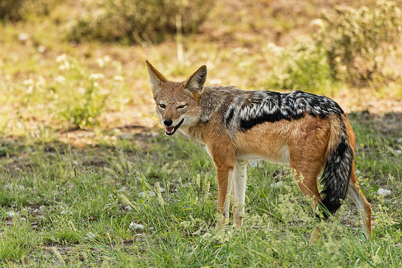 Black-Backed Jackal, AF-W-166