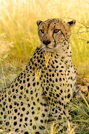 Cheetah After Kill, AF-W-194