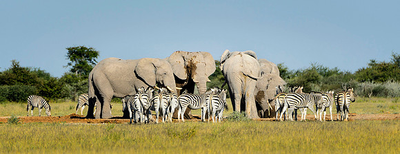 Gathering At Waterhole, AF-W-195
