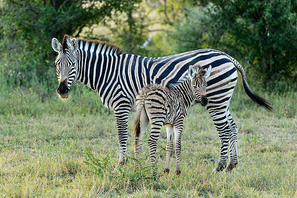 Burchell's Zebra & Foal, AF-W-196