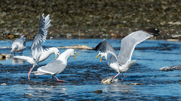 Sea Gull Squabble, BD-AK-109