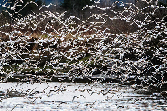 Glaucous-Winged Gulls, BD-AK-113