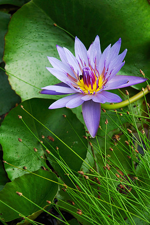 Water Lily, FL-103