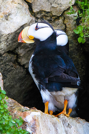 Puffin Pair, BD-AK-115