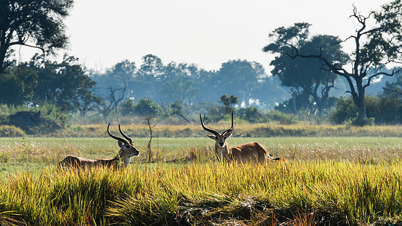 Lechwe In Tall Grass, AF-W-157