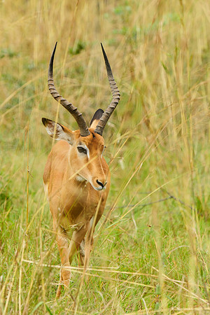 Lone Impala, AF-W-104