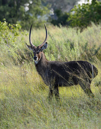 Waterbuck, AF-W-161