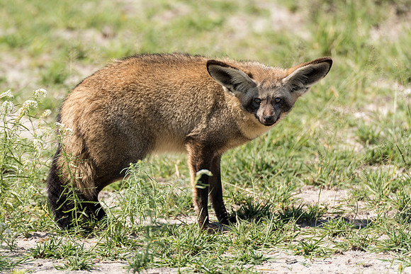 Bat-Earred Fox, AF-W-170