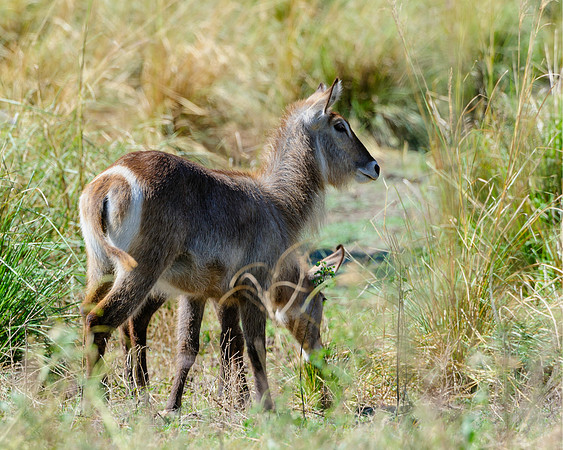 Female Waterbuck & Foal, AF-W-141