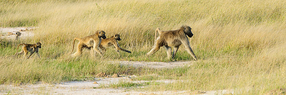 Baboon Family, AF-W-130