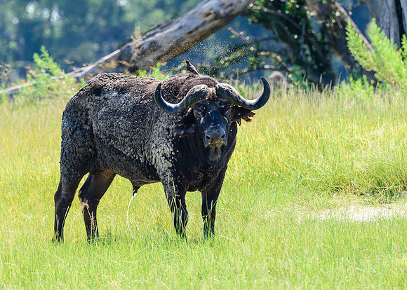 Cape Buffalo, AF-W-147