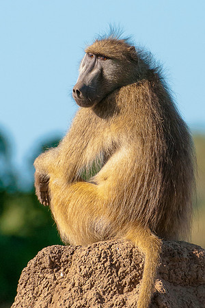 Baboon Termite Mound, AF-W-142