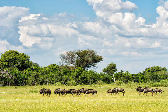 Wildebeest, AF-W-163