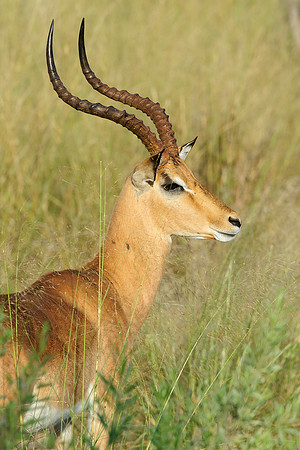 Impala, AF-W-119