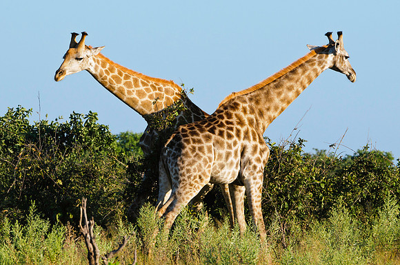 Male Giraffes "Boxing," AF-W-115