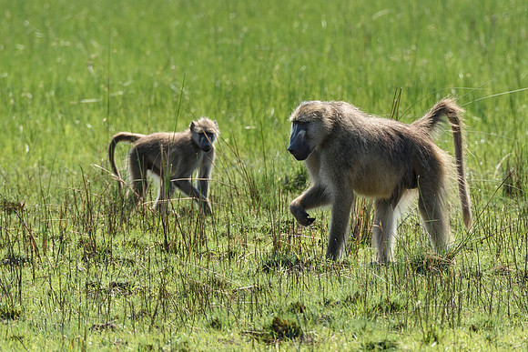 Two Baboons Foraging, AF-W-156