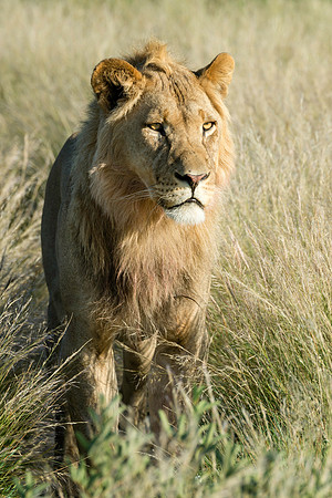 Stalking Prey, AF-W-164