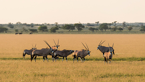 Gemsbok Gathering, AF-W-151