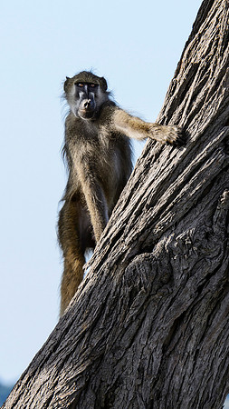 Curious Baboon, AF-W-162
