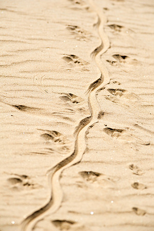 Crocodile Tracks, AF-W-144