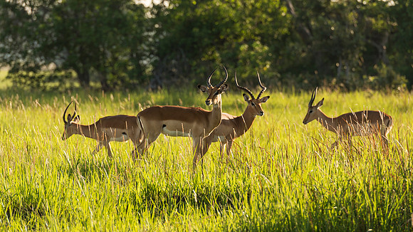Lechwe In Grass, AF-W-160