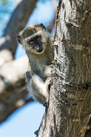 Vervet Monkey, AF-W-133