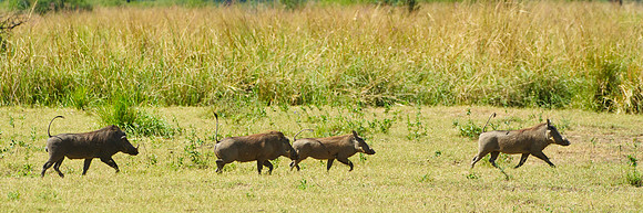 Warthog Troupe, AF-W-146