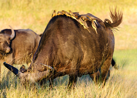 Oxpecker Roost, AF-W-118
