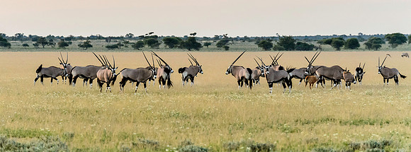 Gemsbok, AF-W-153