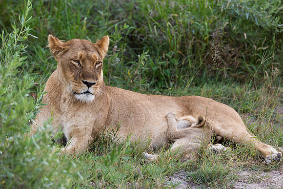 Lioness Nursing, AF-W-169